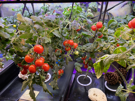 How to Grow Tomatoes in a Hydroponic System