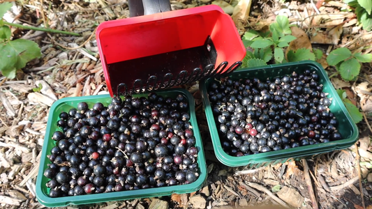 Planting and Caring for Blackcurrant Bushes