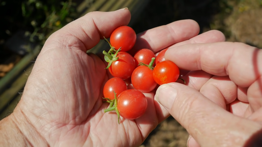 Tips for Growing Cherry Tomatoes