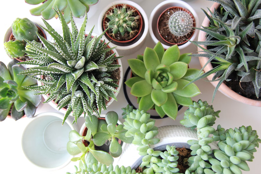 choosing the right pots for plants