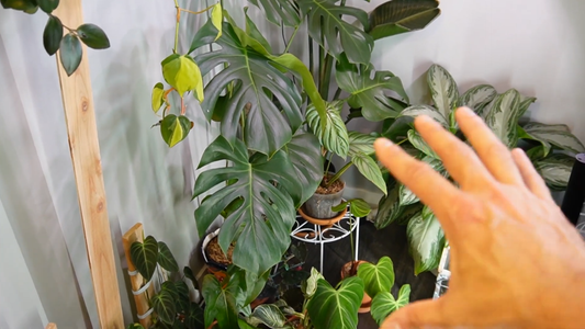 How to Prune Indoor Plants