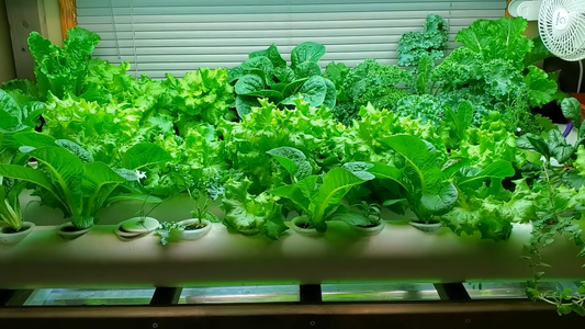 Affordable Seeds for Home Gardening