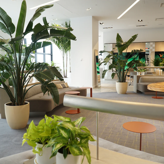 Indoor Plants for Improved Focus