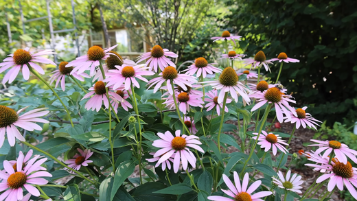 Plants That Repel Mosquitoes