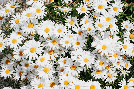 best flowering plants for containers