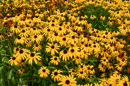 native plants for landscaping