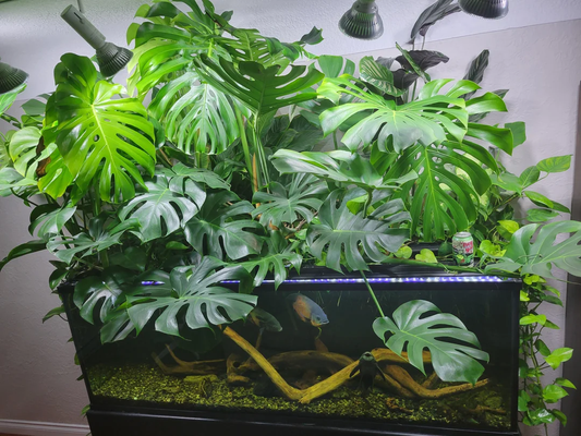 Best Practices for Watering Houseplants