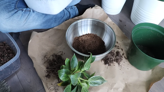 Best Soil for Indoor Plants