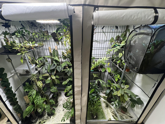 How to Grow Tropical Plants Indoors