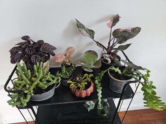 Easy-to-Care-For Houseplants