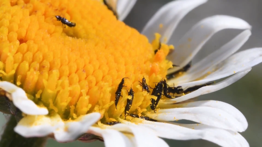 Common Houseplant Diseases