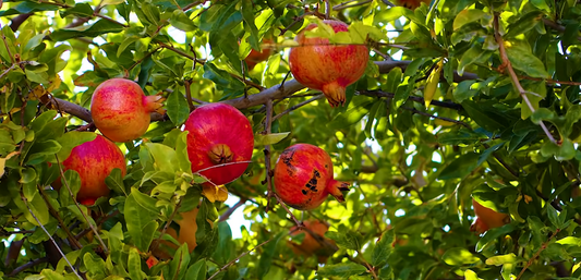 Best Conditions for Growing Pomegranates