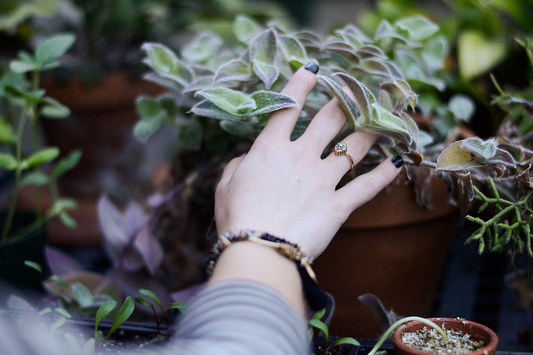 seasonal plants for gardens