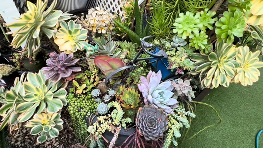 How to Care for Succulents