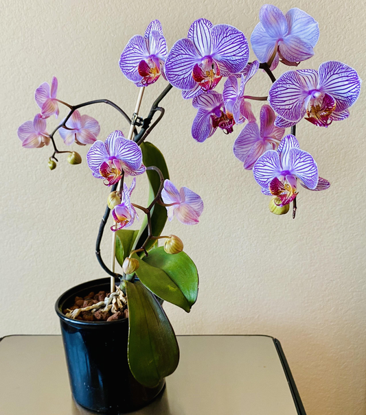How to Care for Orchids in Pots