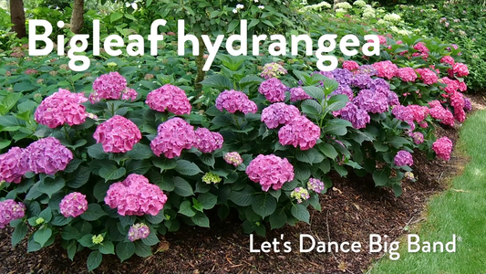 Best Flowering Shrubs for Gardens