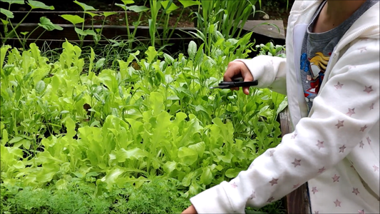 Gardening Projects for Kids