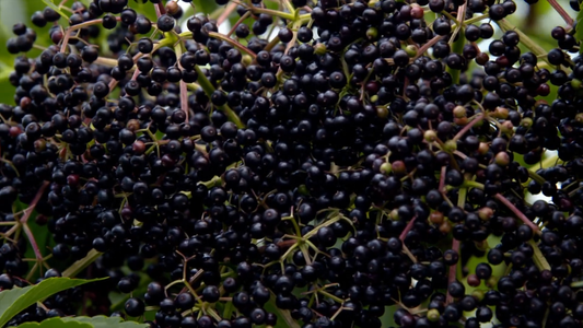 Best Elderberry Varieties for Home Gardens