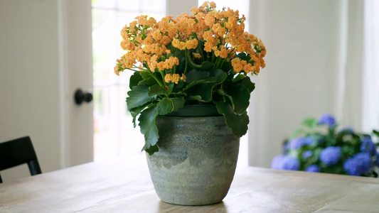 How to Care for Indoor Flowering Plants