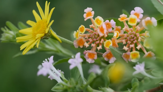 How to Attract Pollinators to Your Garden