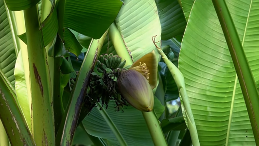 Fast-Growing Outdoor Plants