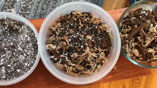 Best Potting Soil for Indoor Plants
