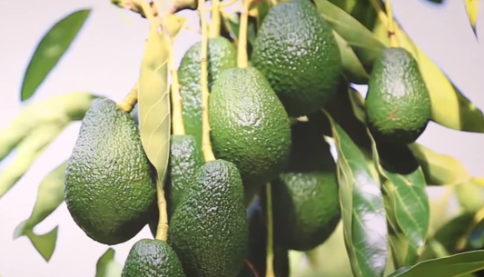 Care Tips for Avocado Trees