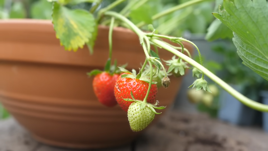 Growing Strawberries in Pots