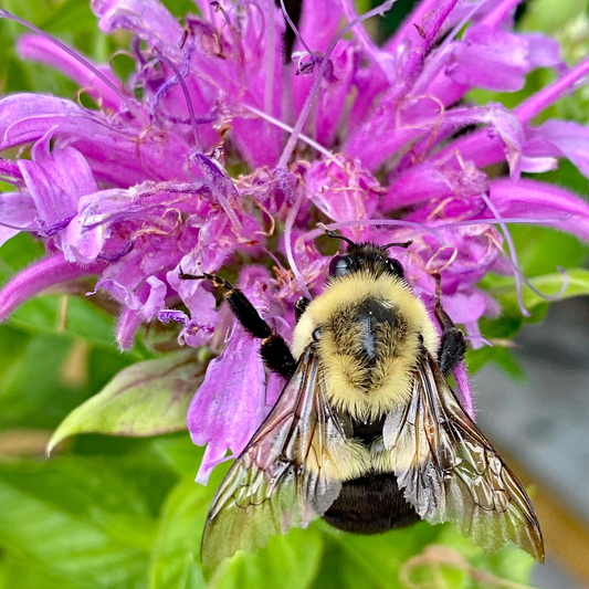 Pollinator-Friendly Plants for Bees