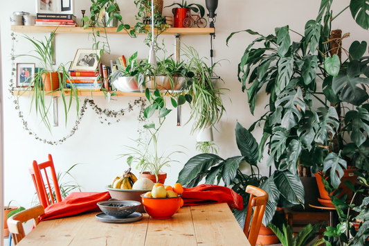 plant care for indoor tropical plants