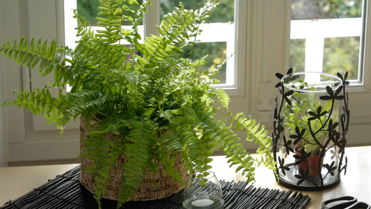 How to Grow Ferns Indoors