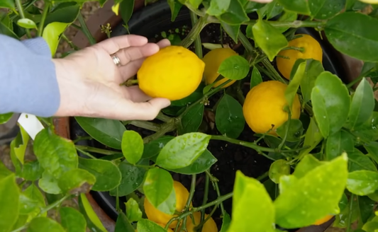 Plants for Small Gardens