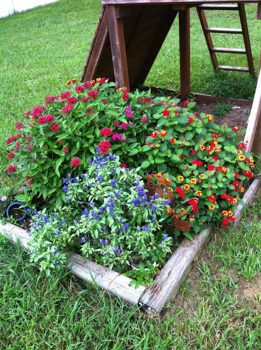 How to Create a Butterfly Garden