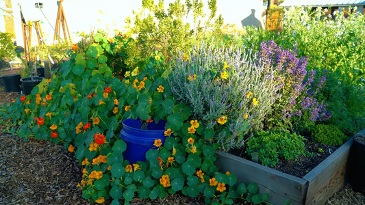 Vegetable Seeds for Home Gardens