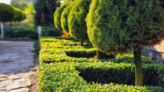 Easy-care Outdoor Plants