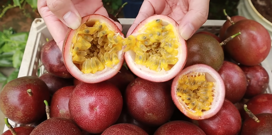 Growing Passion Fruit in Containers