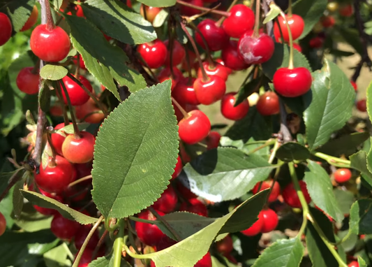 Growing Cherries in Containers