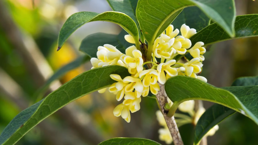 Best Plants for Fragrance in the Garden