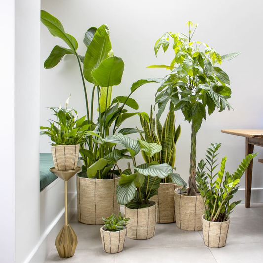 Low-Maintenance Indoor Plants