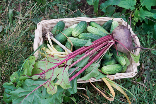 benefits of companion planting