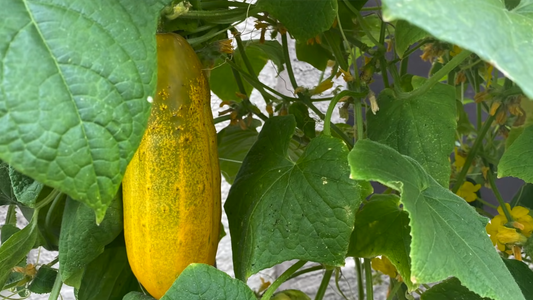 Plants for Beginners in Gardening