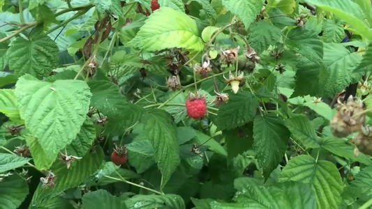 Raspberry Varieties for Home Gardens