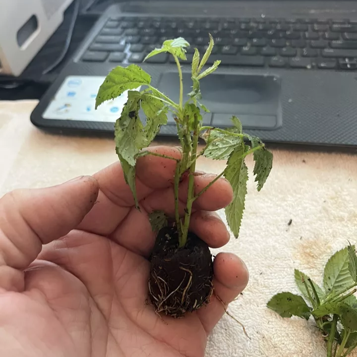 Blackberry, Pom, Fig, Banana Combo. 6 Varieties - 13 Plants