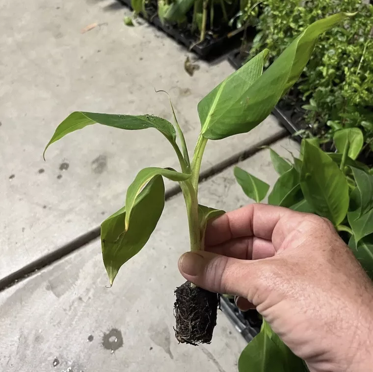 Musa - Dwarf Cavendish - 3-6" Banana Tree