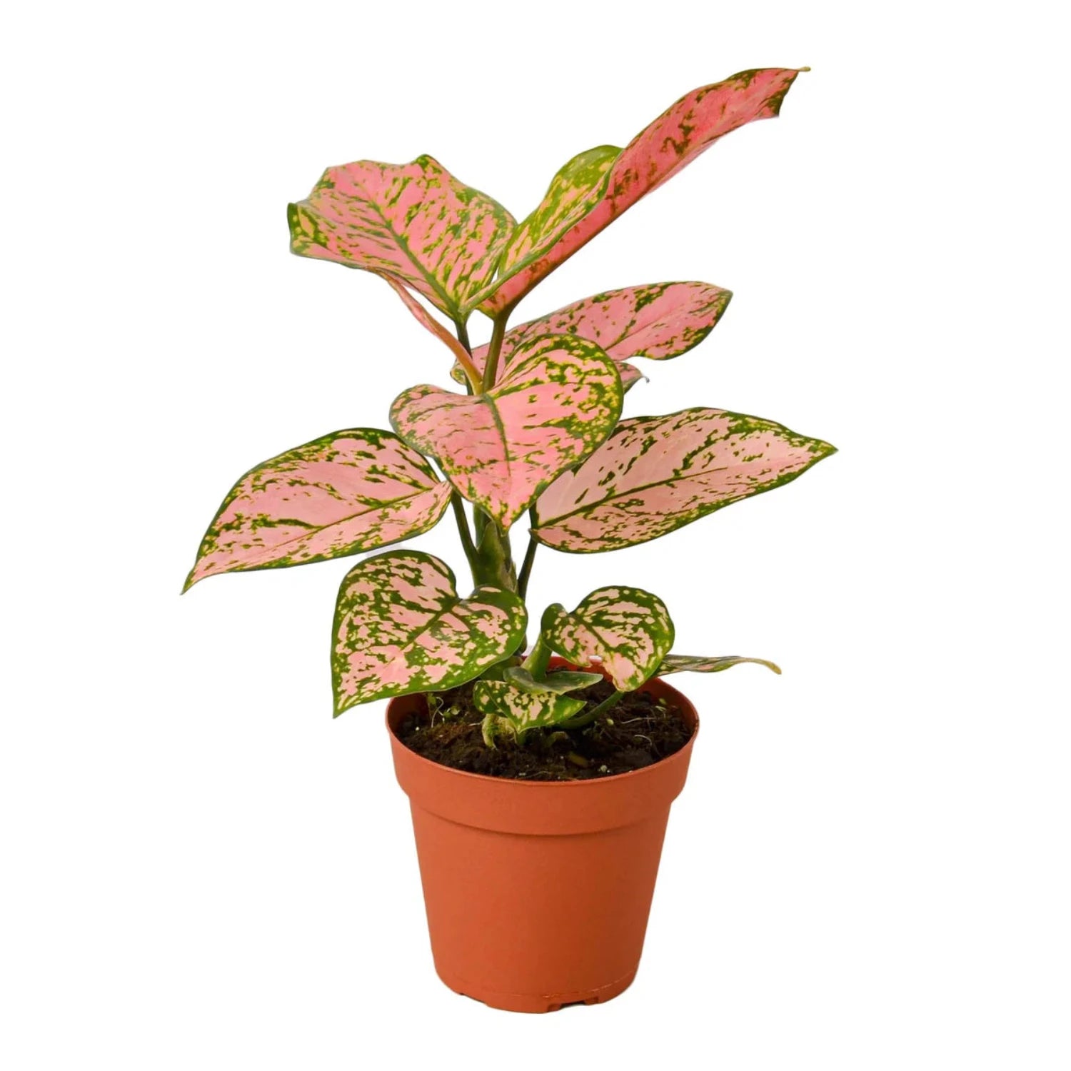 Aglaonema Pink Valentine - 4