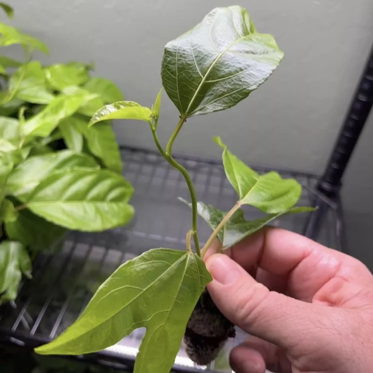 Passion Flower Possum Purple 2 Plants For 1 Special! Garden Perennial Vine!