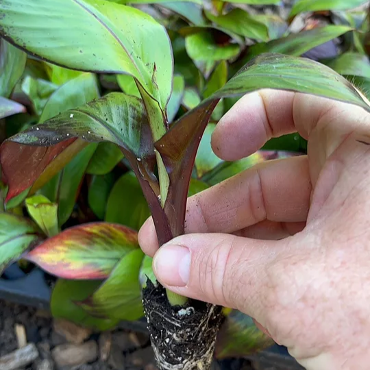 Ensete Maurelii - Red Abyssinian Banana