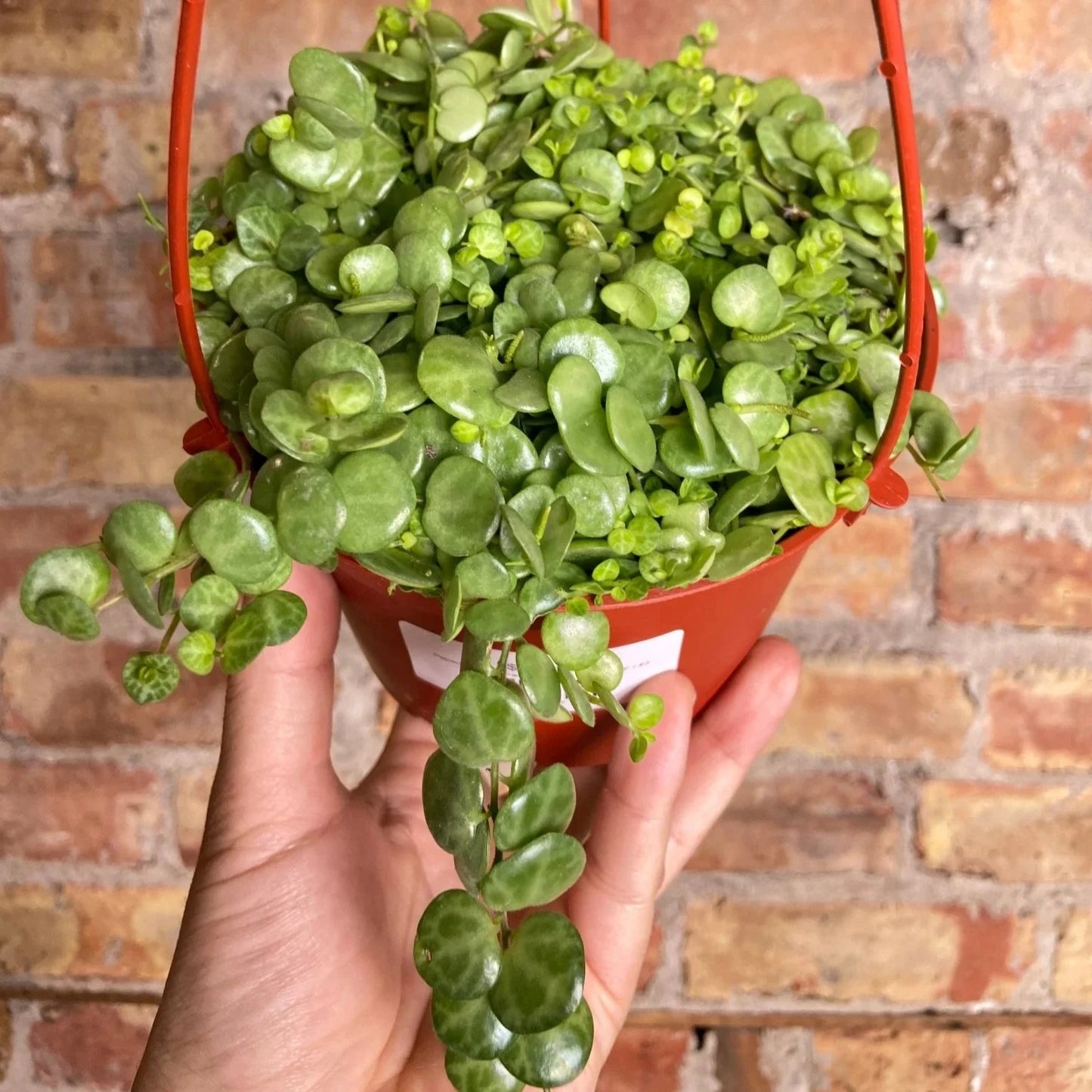 String of Turtles - 6''