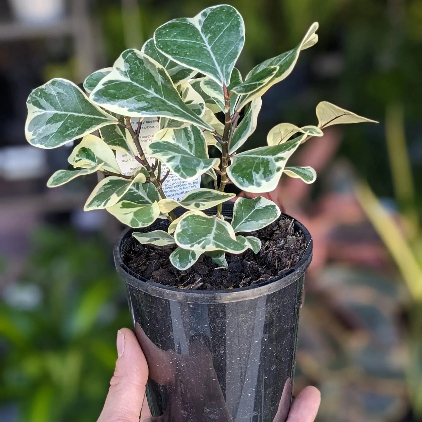 Ficus Triangularis Variegata - 6"