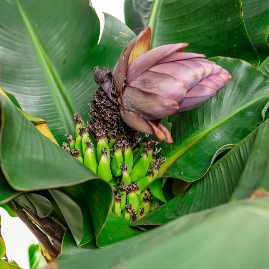 Musa - Dwarf Cavendish - 3-6" Banana Tree